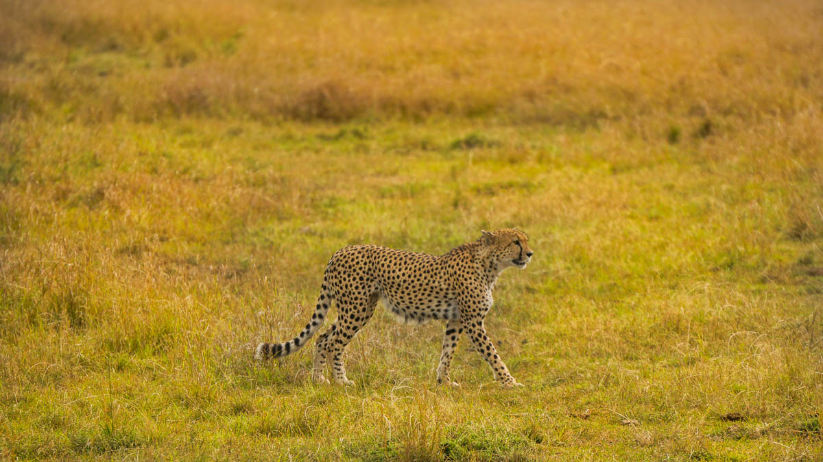Cheetah Maasai Mara National Park - Kenya Safari Itinerary