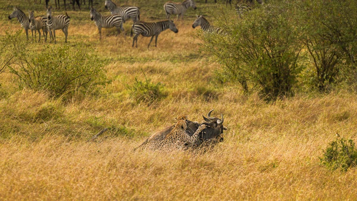 Cheetah hunting wildebeest at Maasai Mara National Park - Kenya Safari Itinerary