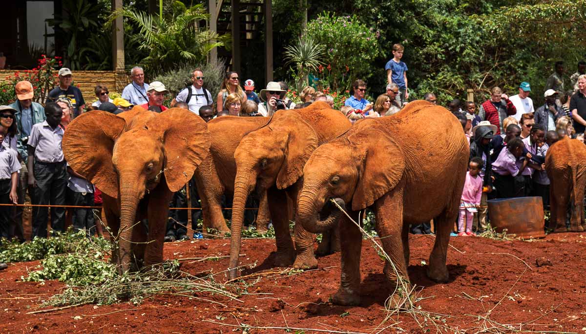 David Sheldrick Elephant & Rhino Orphanage - Kenya Safari Itinerary