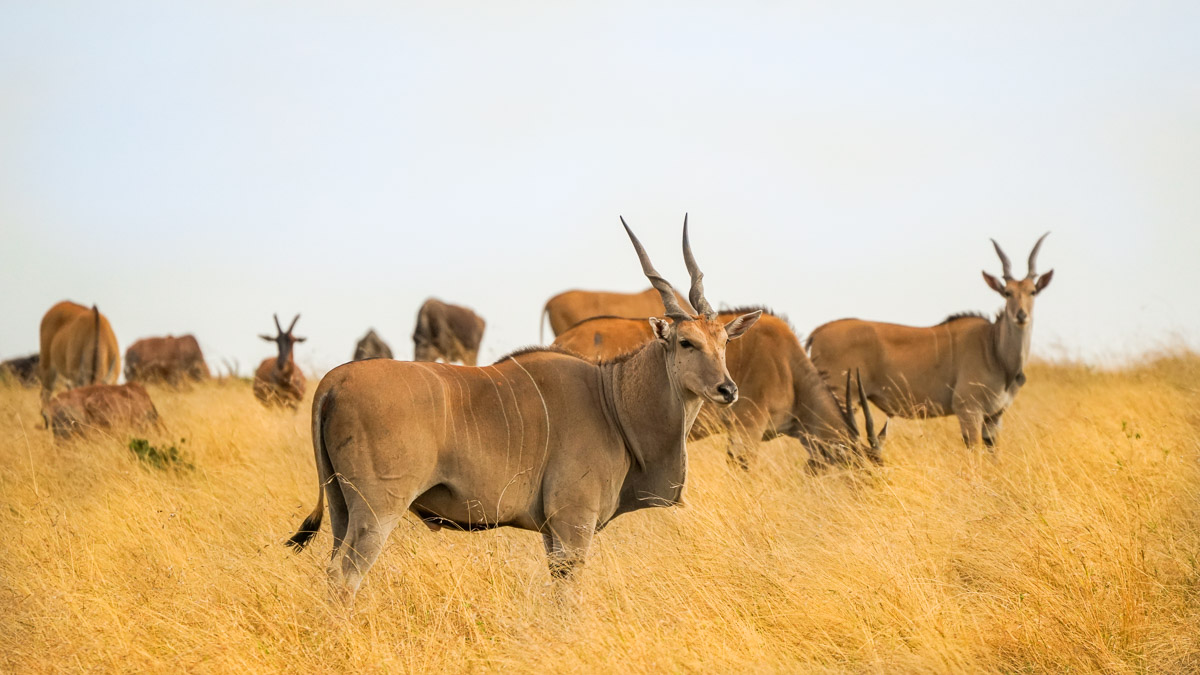 Eland Maasai Mara National Park - Kenya Safari Itinerary