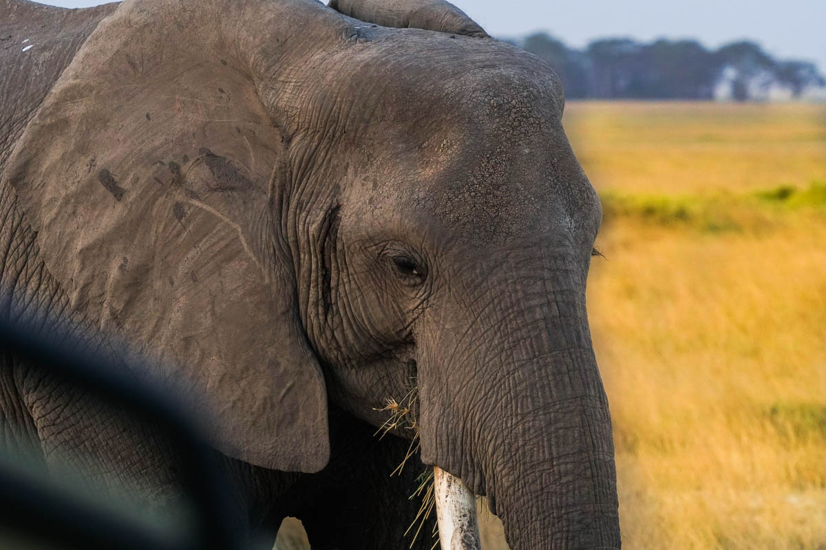 Elephant Close up at Amboseli National Park - Kenya Safari Itinerary