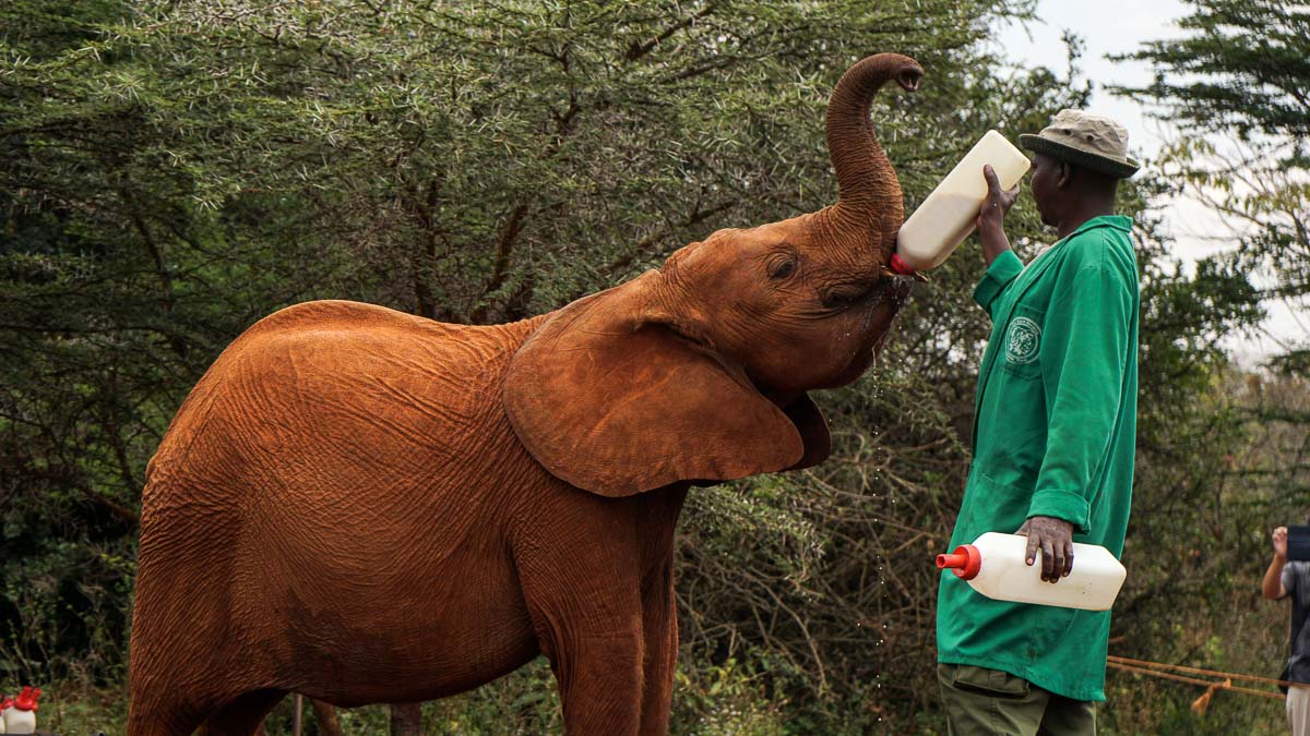 Elephant drinking milk at David Sheldrick Elephant & Rhino Orphanage in Nairobi - Kenya Safari Itinerary