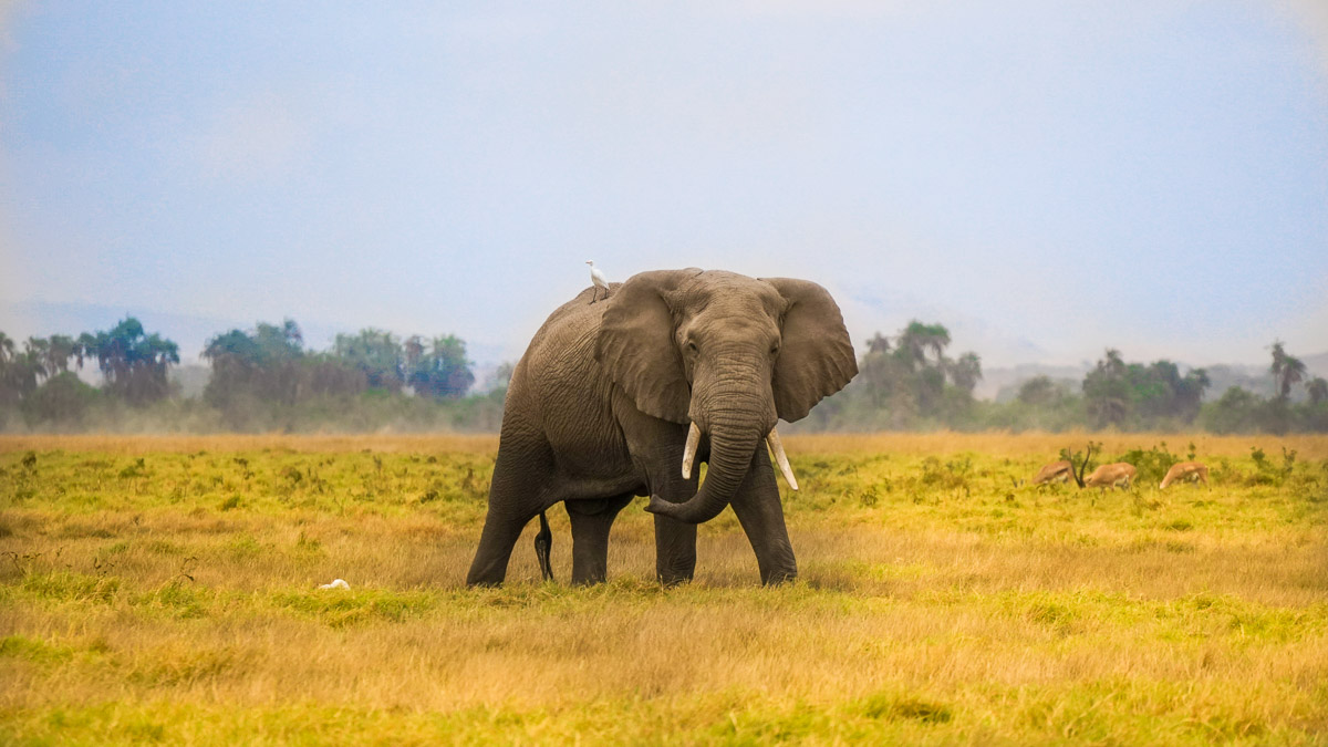 Elephant solo Amboseli National Park - Kenya Safari Itinerary
