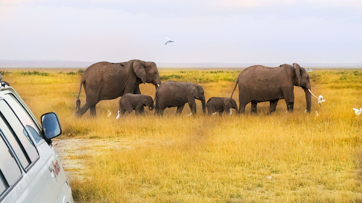 Elephants at Amboseli National Park - Kenya Safari Itinerary