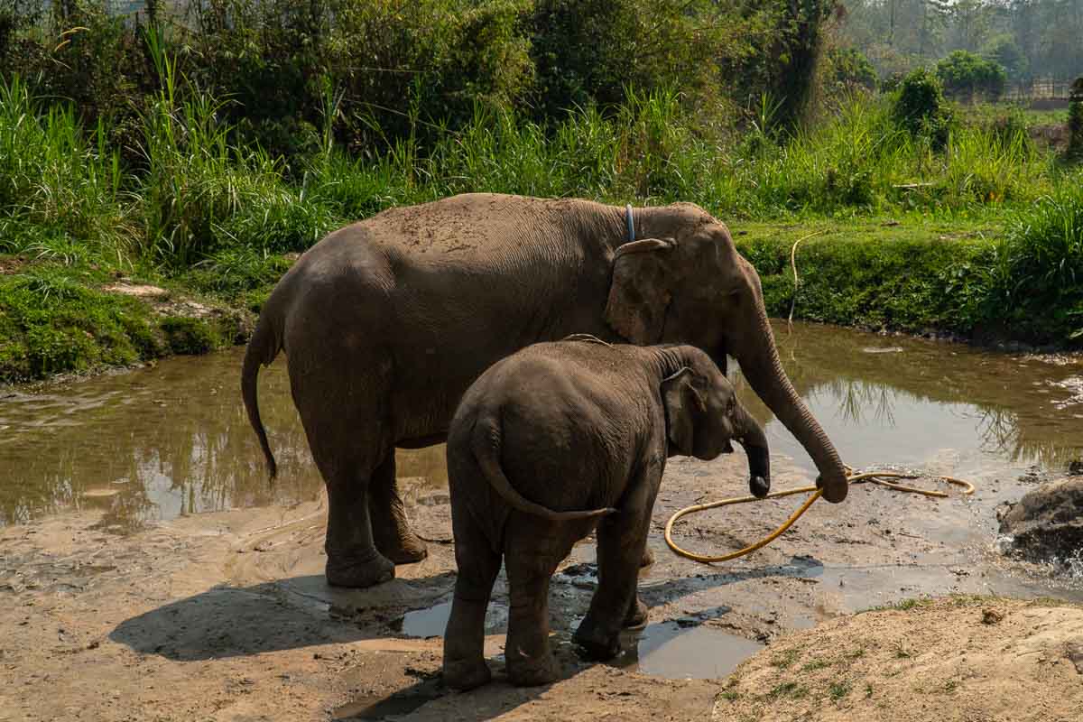 Elephants entering the mud pool at the Elephant Retirement Park - Chiang Mai Itinerary