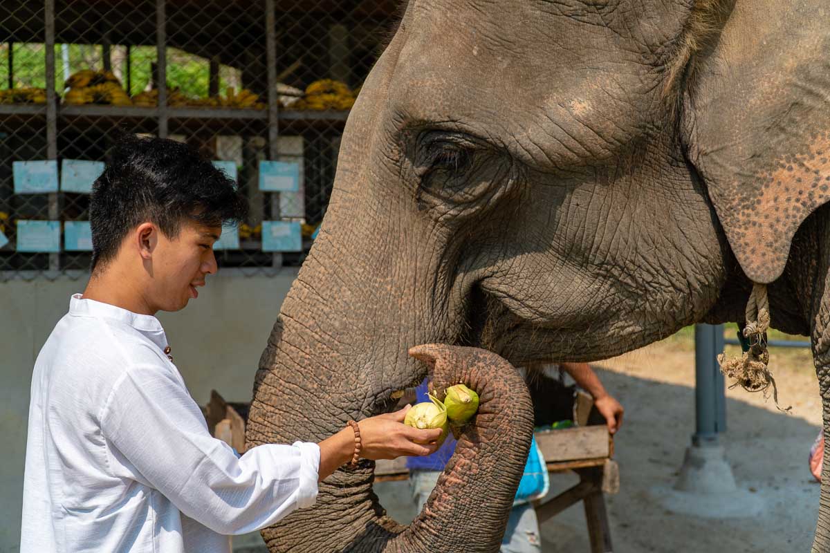 Feeding Elephants at the Elephant Retirement Park - Chiang Mai Itinerary