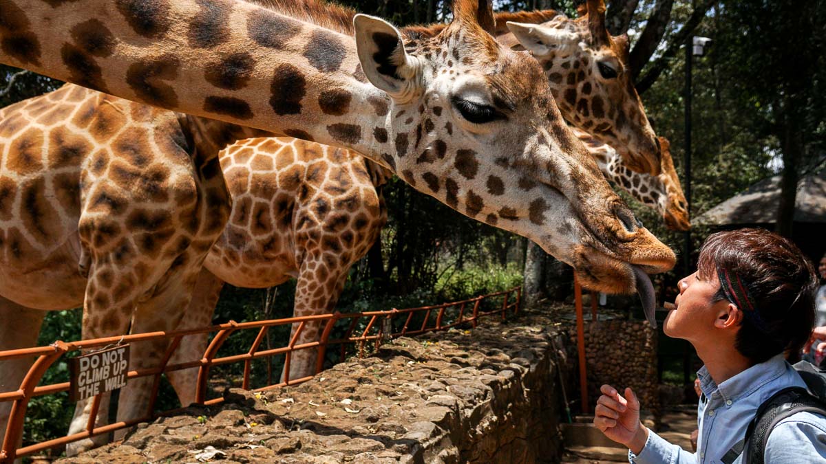 Feeding a giraffe at Giraffe Centre Nairobi - Kenya Safari Itinerary