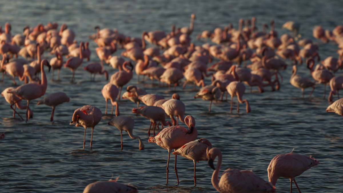 Flamingo Amboseli National Park - Kenya Safari Itinerary