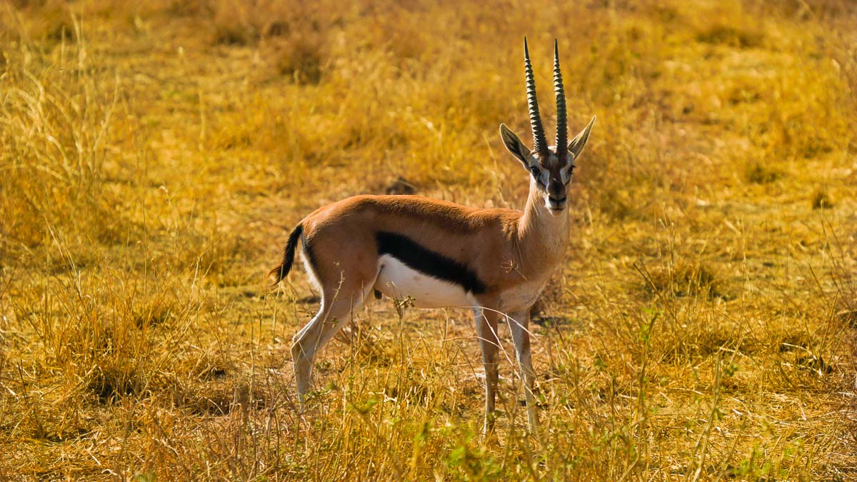 Gazelle Amboseli National Park - Kenya Safari Itinerary