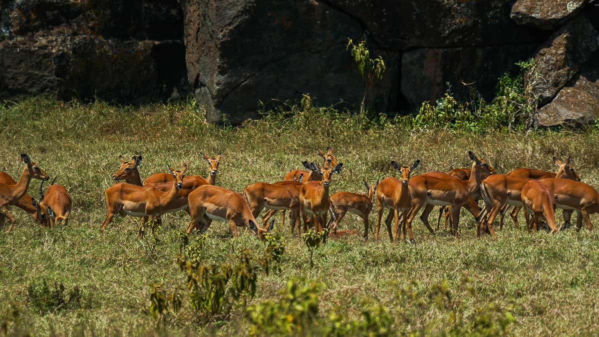 Gazelles at Hells Gate National Park - Kenya Safari Itinerary