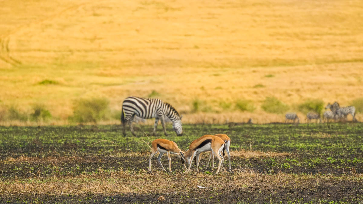 Gazelles fighting at Maasai Mara National Park - Kenya Safari Itinerary