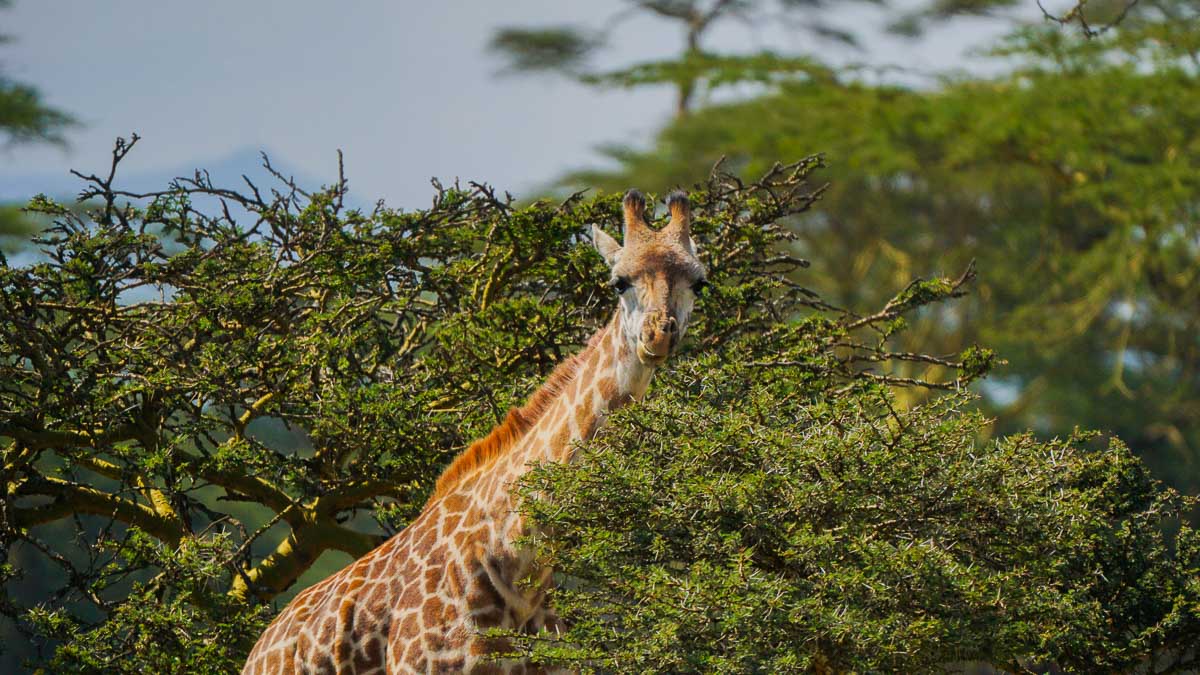 Giraffe at Crescent Island Lake Naivasha - Kenya Safari Itinerary