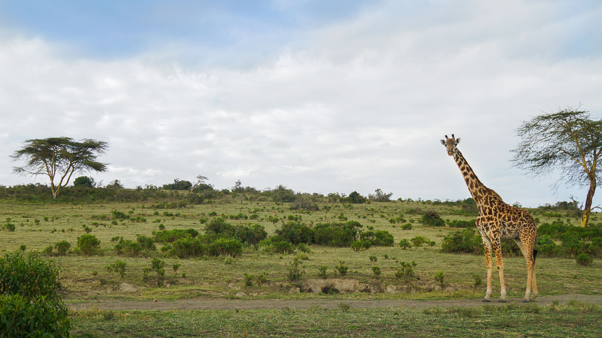 Giraffe at Crescent Island Lake Naivasha -Kenya Safari Itinerary