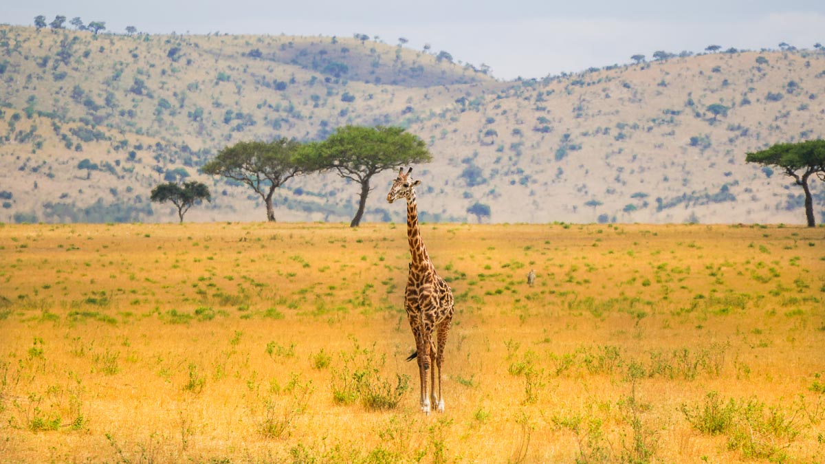 Giraffe at Maasai Mara National Park - Kenya Safari Itinerary