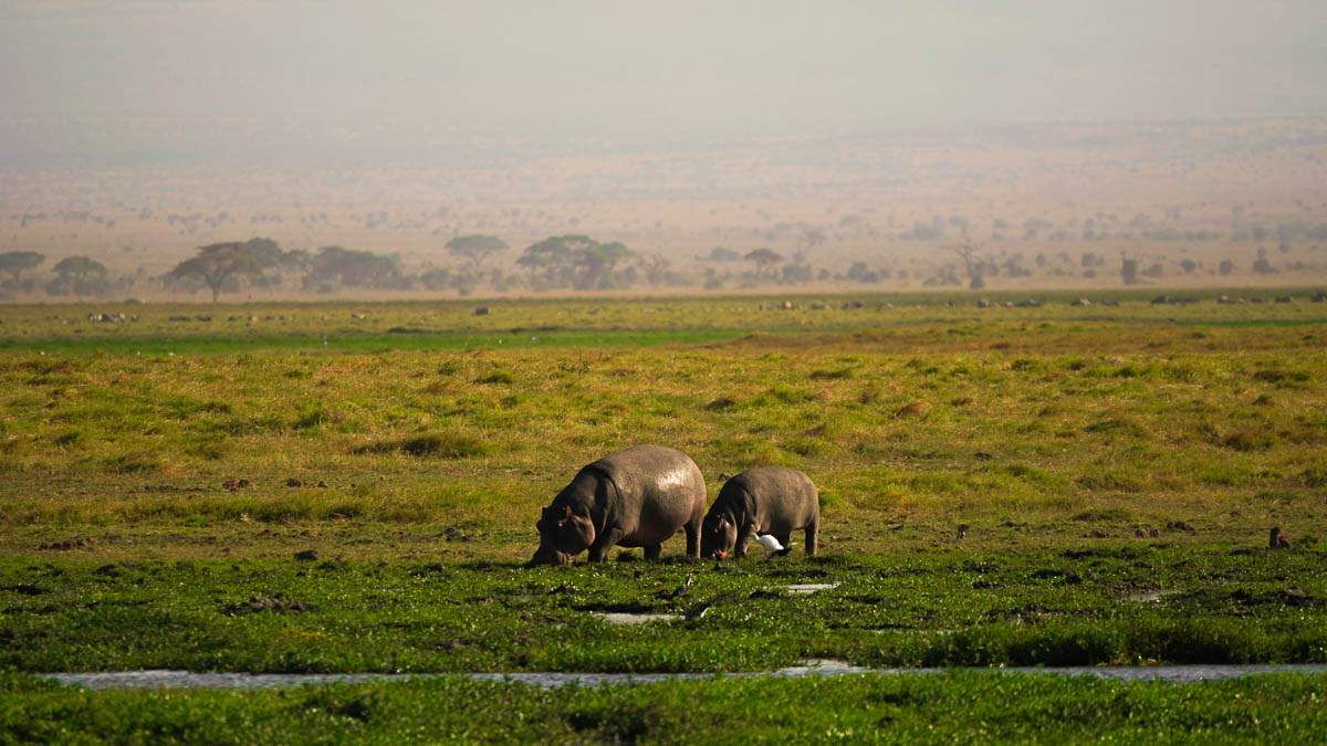 Hippo Amboseli National Park - Kenya Safari Itinerary