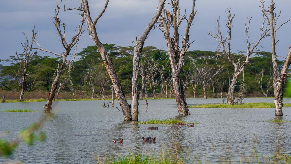 Hippos at Crescent Island Lake Naivasha -Kenya Safari Itinerary