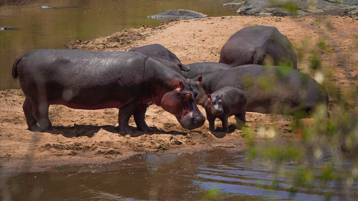 Hippos at Maasai Mara National Park - Kenya Safari Itinerary