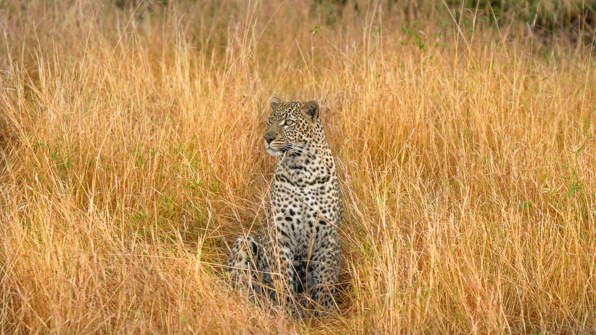 Leopard at Maasai Mara National Park - Kenya Safari Itinerary