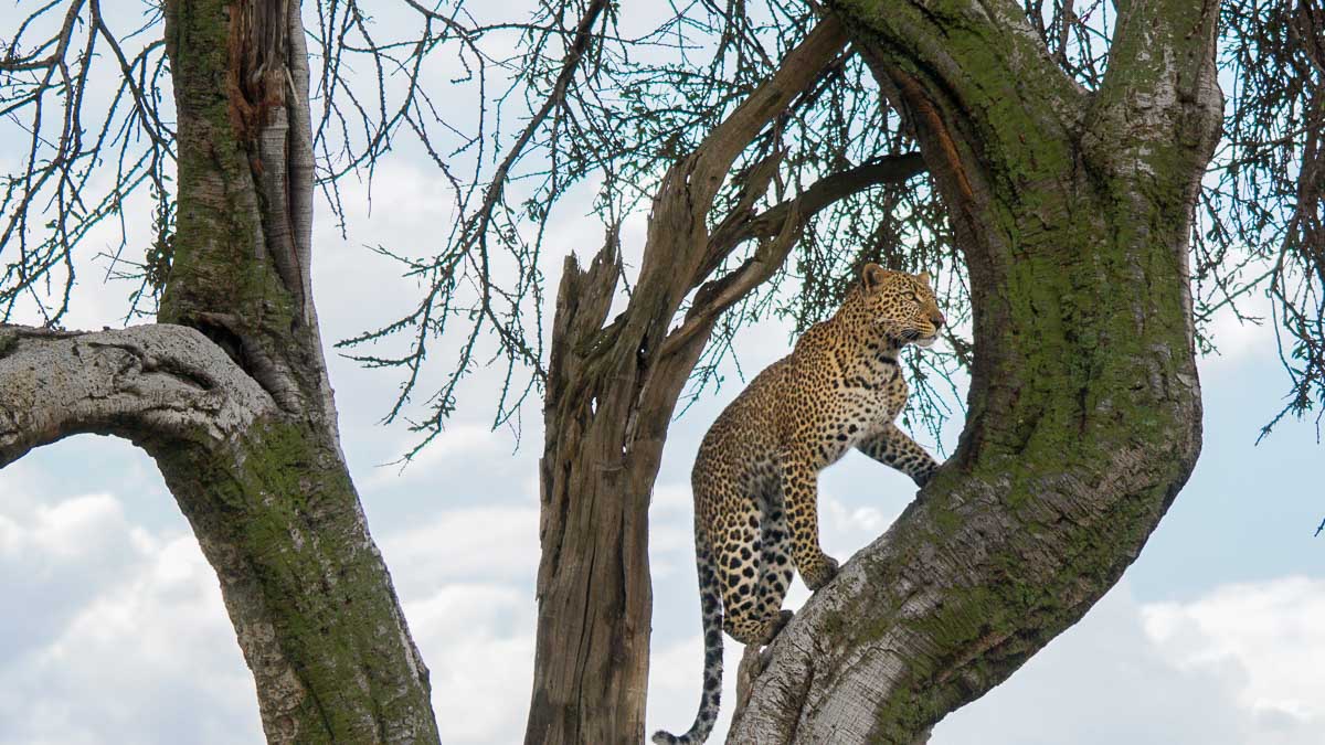 Leopard climbing a tree at Maasai Mara National Park - Kenya Safari Itinerary