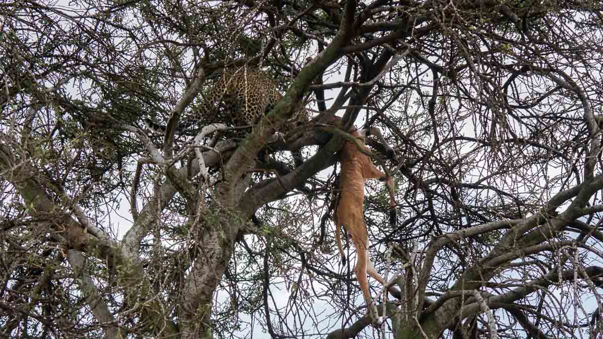 Leopard dragging a gazelle up a tree at Maasai Mara National Park - Kenya Safari Itinerary