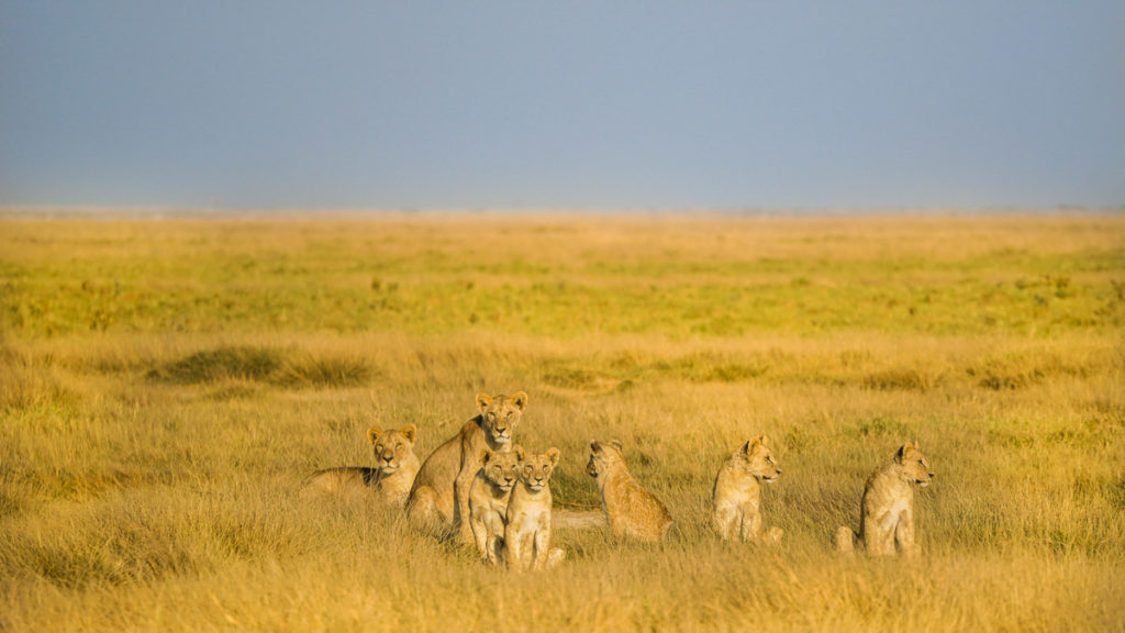 Lion Pride at Amboseli National Park - Saving the Earth on Holiday