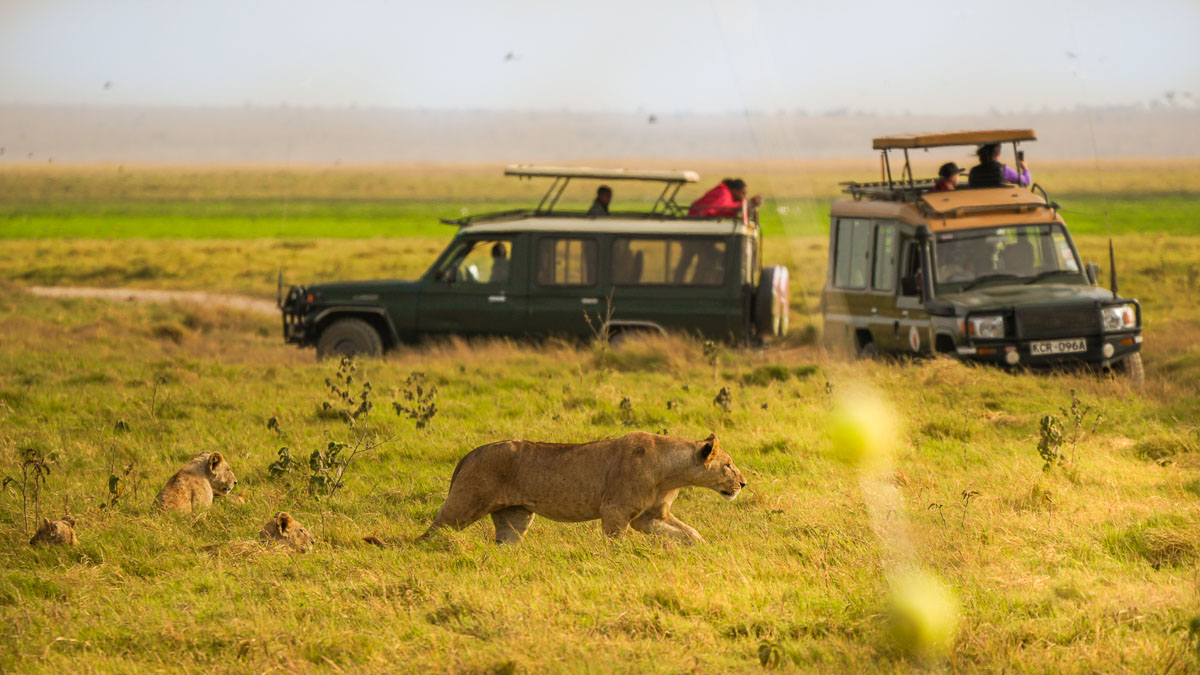 Lion crossing the road at Amboseli National Park -Kenya Safari Itinerary