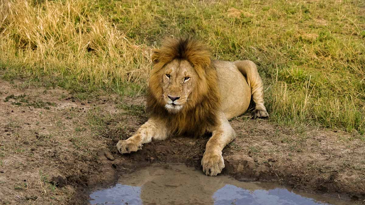 Lion drinking water at Maasai Mara National Park - Kenya Safari Itinerary