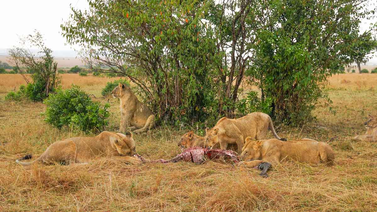 Lion pride eating at Maasai Mara National Park - Kenya Safari Itinerary