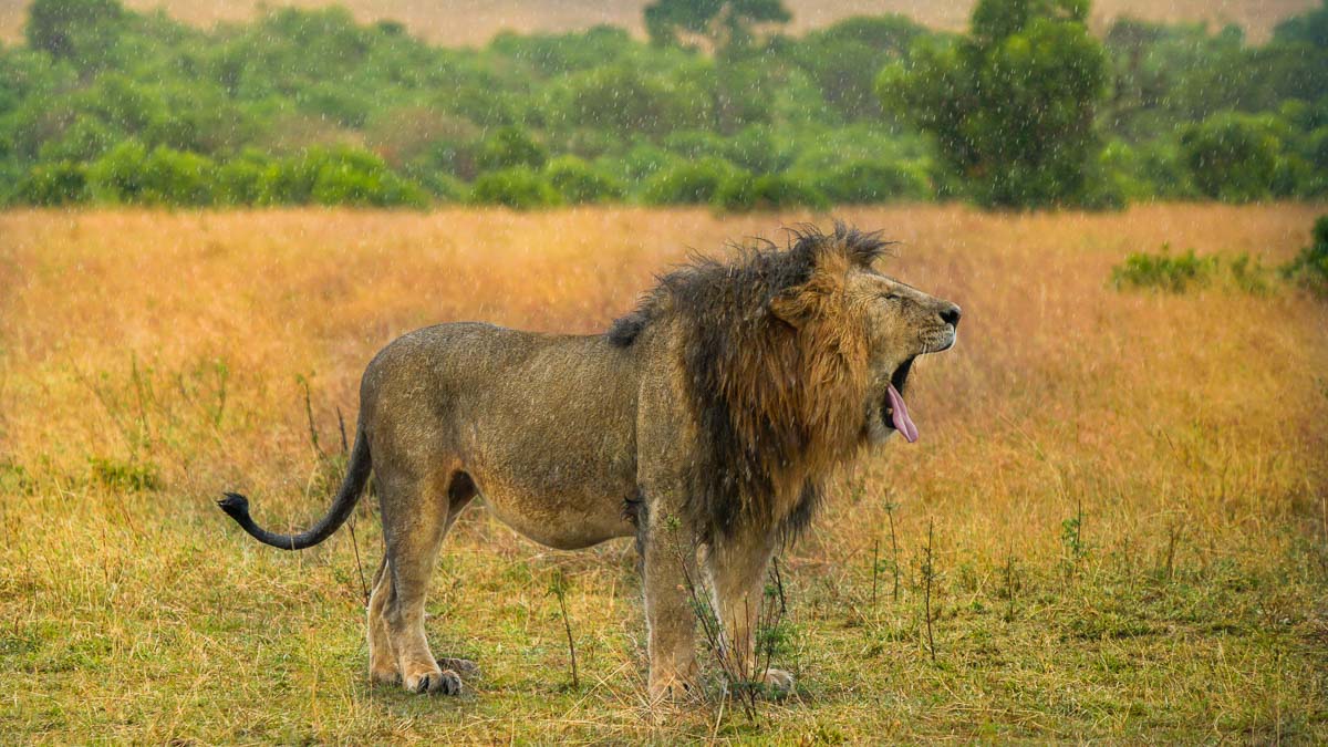 Lion roaring at Maasai Mara National Park - Kenya Safari Itinerary