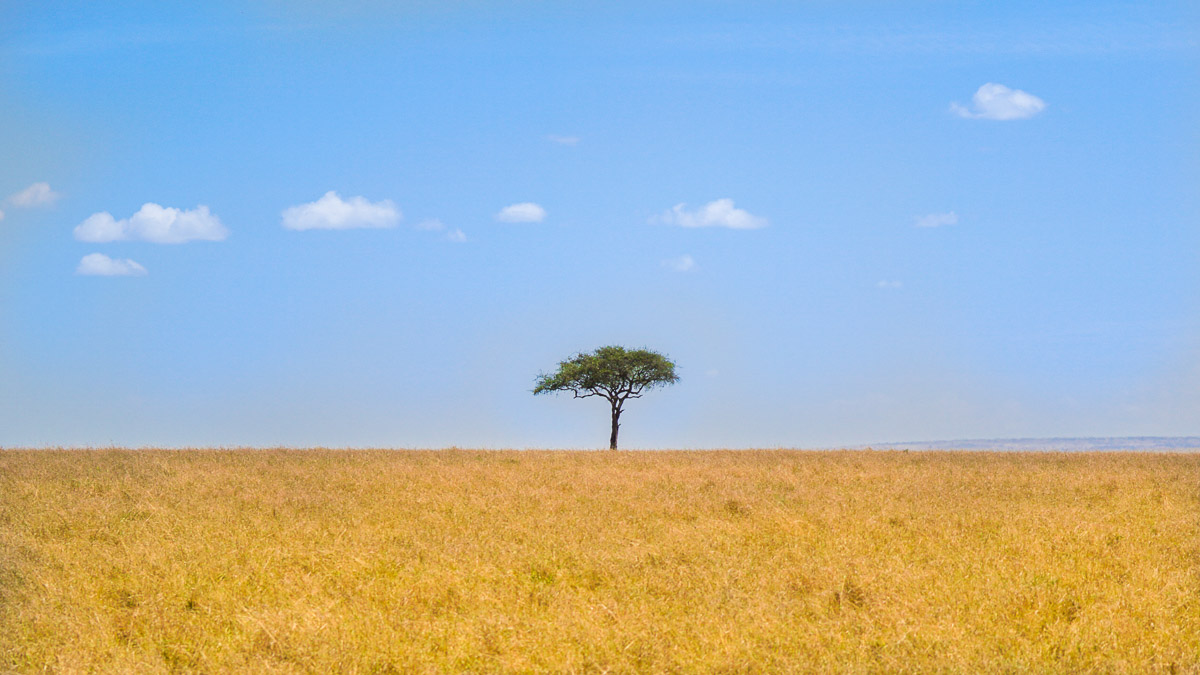 Lone tree at Maasai Mara National Park - Kenya Safari Itinerary