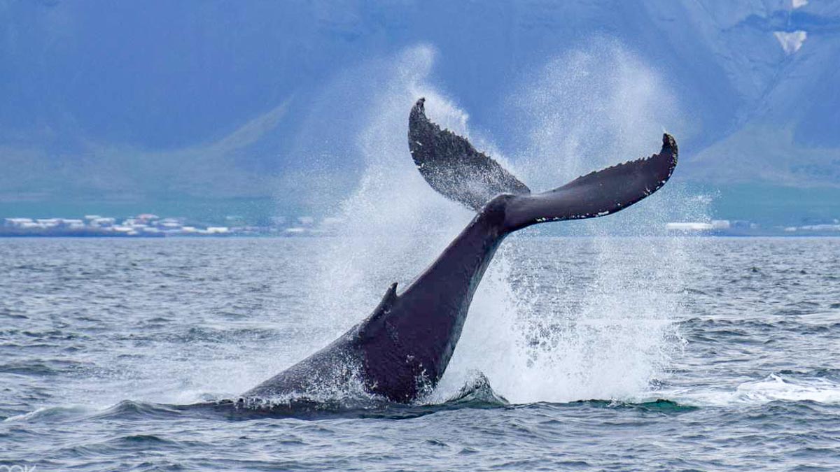 Whale Watching 1 - Iceland Itinerary Without A Car