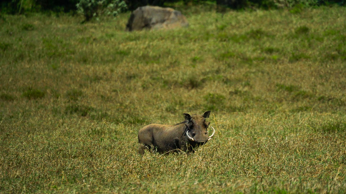 Wild Boar at Hells Gate National Park - Kenya Safari Itinerary