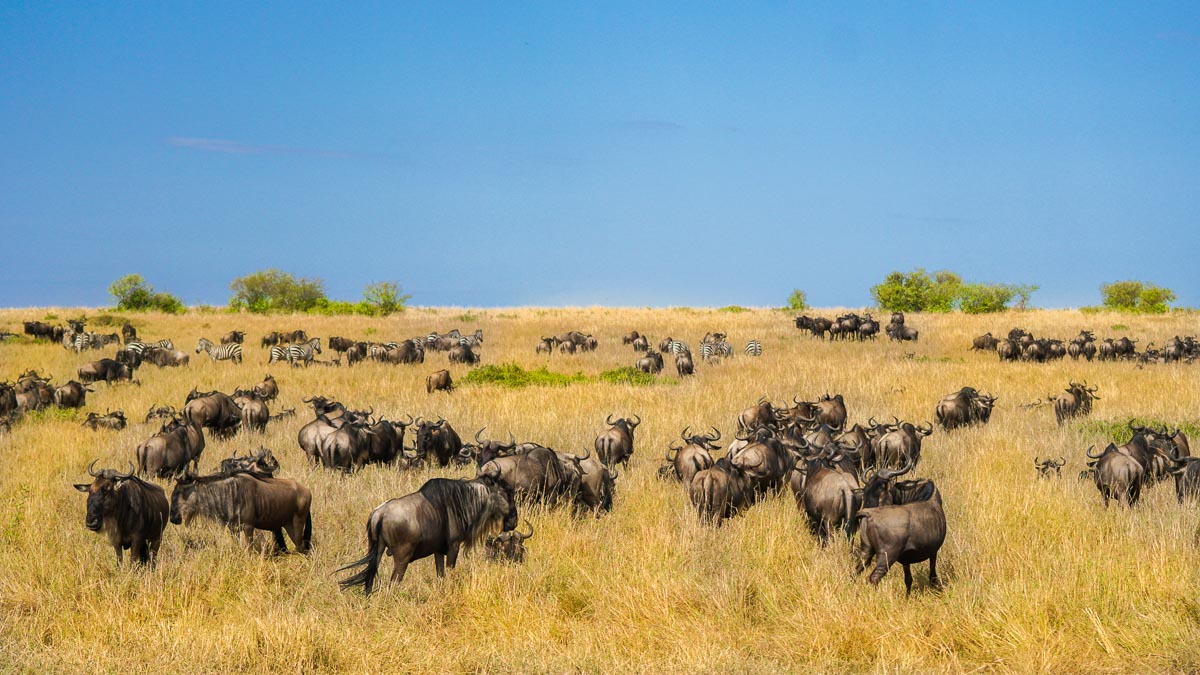 Wildebeest herd at Maasai Mara National Park - Kenya Safari Itinerary