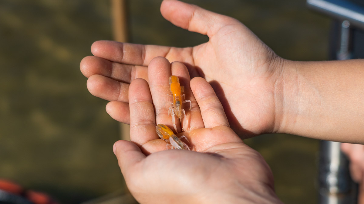 Close up of yabbies - Byron Bay Guide