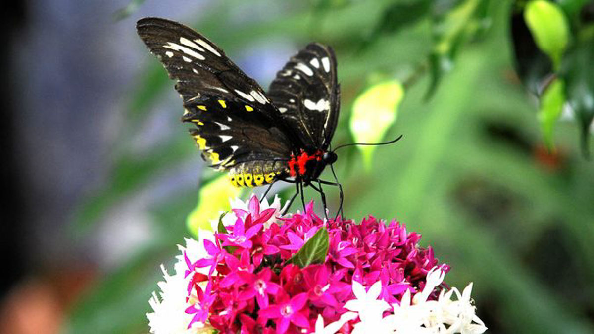 Coffs Harbour Butterfly House - Australia Road Trip-2