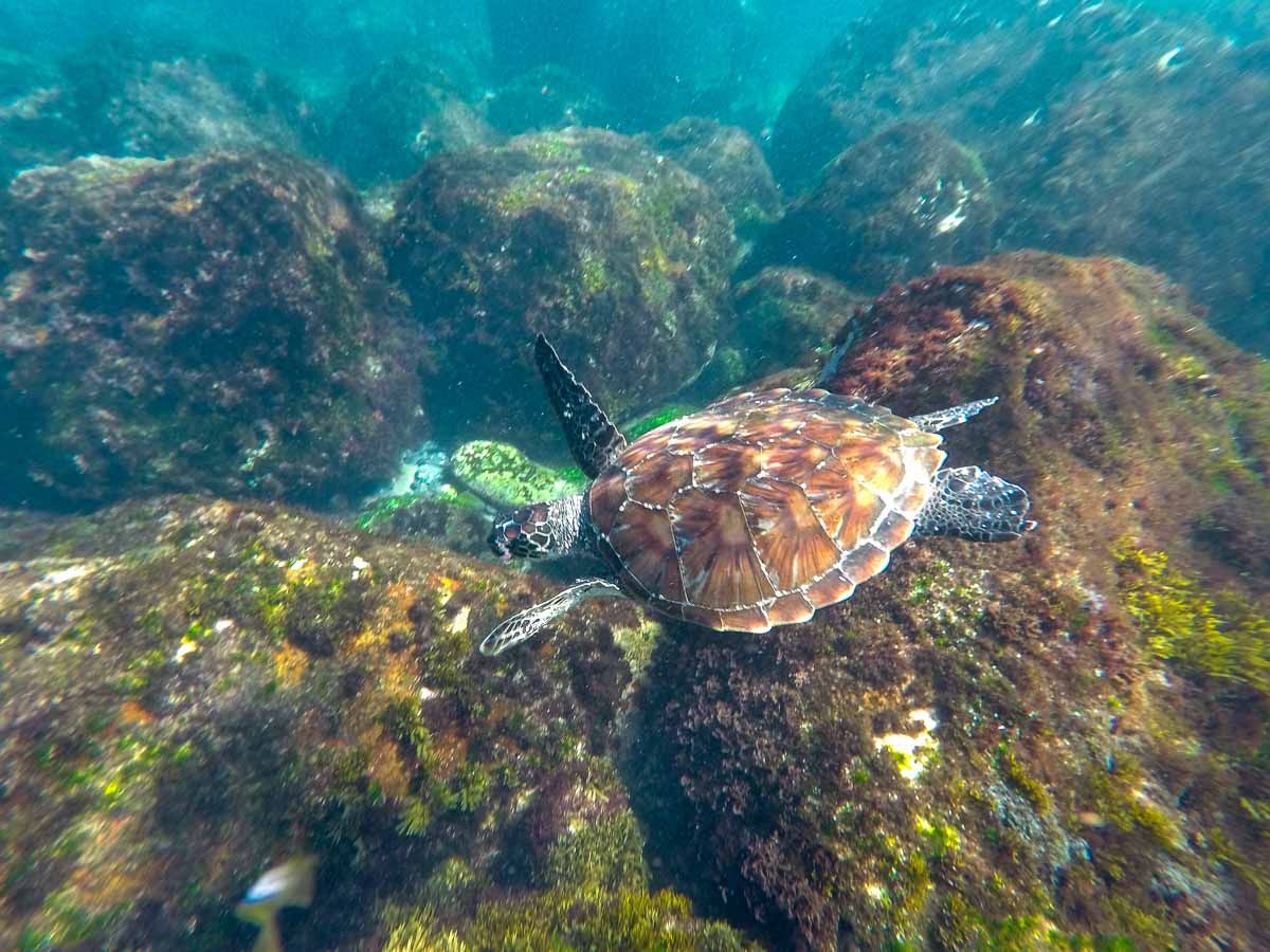 Green Turtle Spotted during Watersports Guru Snorkelling - Byron Bay NSW Itinerary