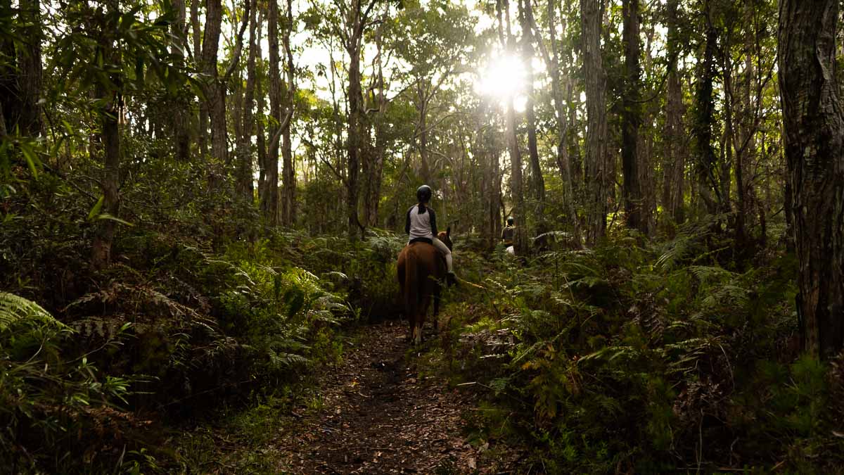 Horse riding in the forest - Byron Bay Guide