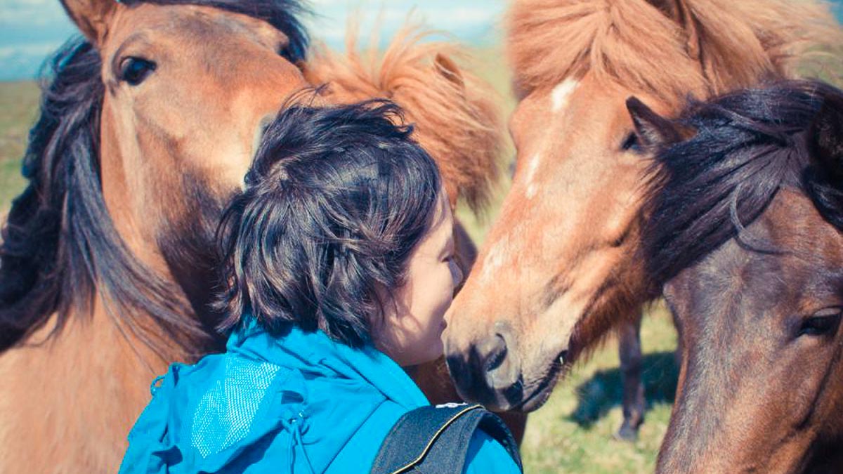 Icelandic Horses - Singaporeans Around The World Cheryl