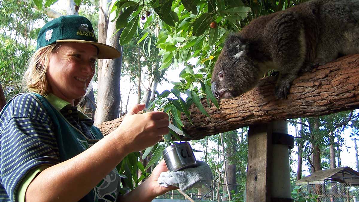 Koala Feeding - Australia Road Trip