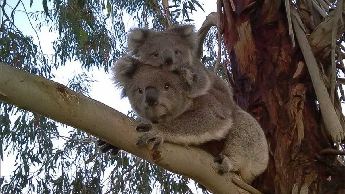 Koala Hospital Koala piggyback - Australia Road Trip