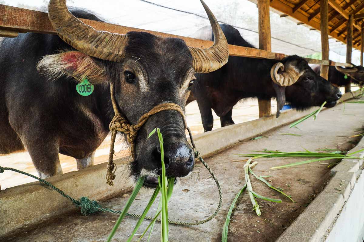 Laos Buffalo Dairy 2 - Luang Prabang Itinerary