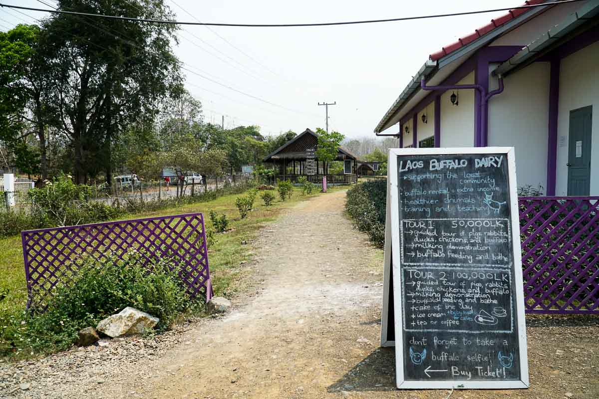 Laos Buffalo Dairy 3 - Luang Prabang Itinerary