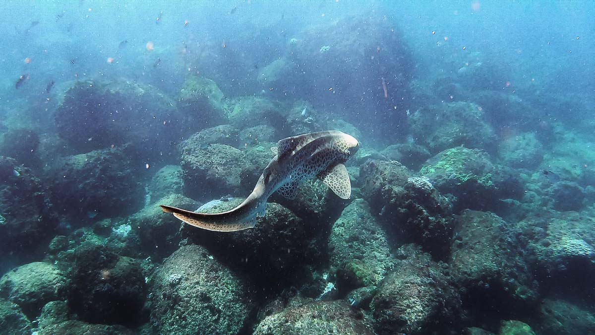 Leopard shark - Byron Bay Guide