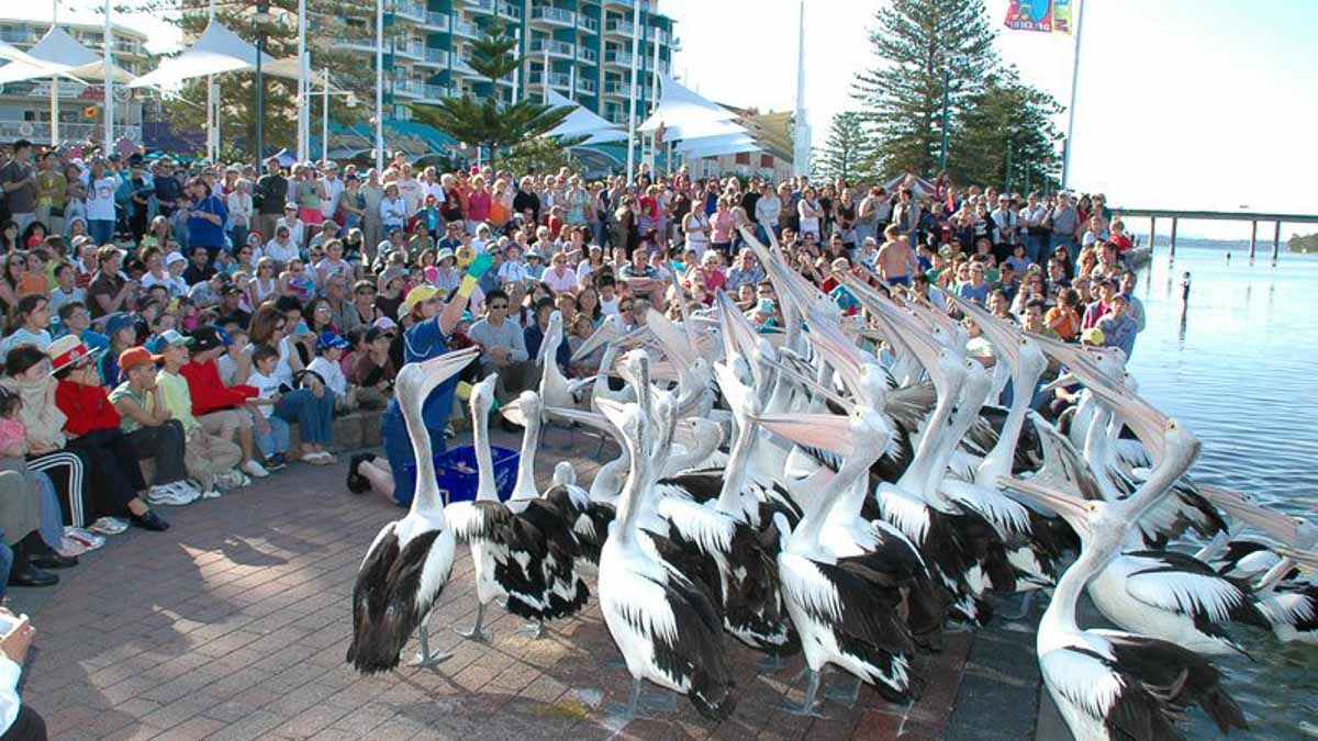 Pelican Feeding - Australia Road Trip