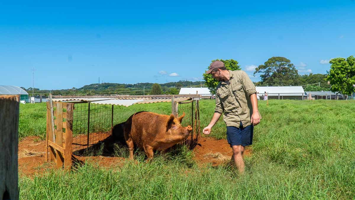 Pig at The Farm - Australia Road Trip