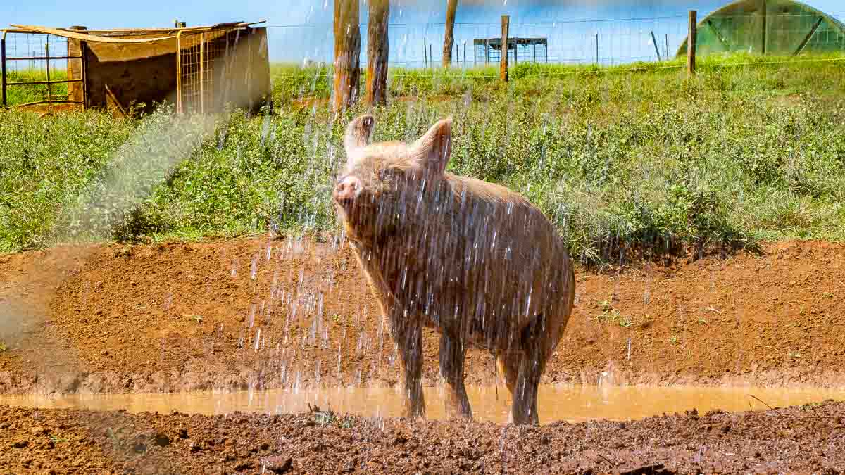 Piglet at The Farm - Australia Road Trip 