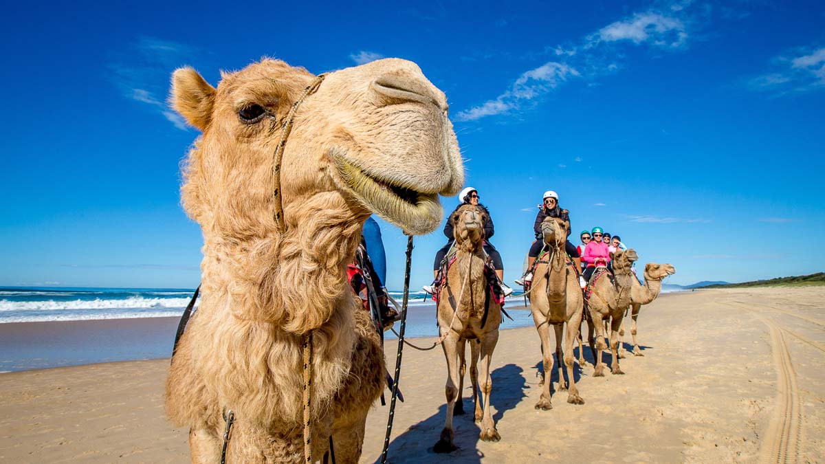Port Macquarie Camel Safari - Australia Road Trip