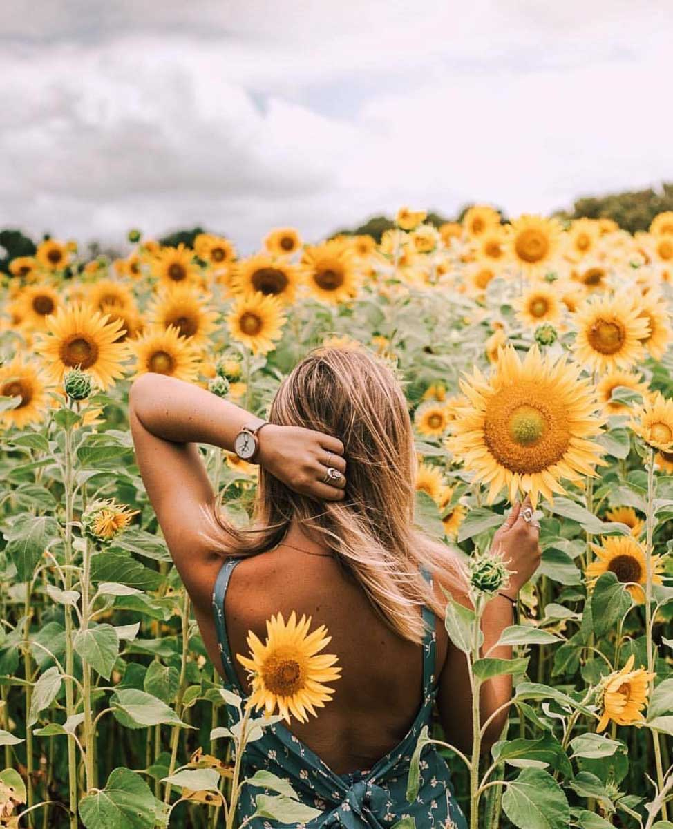 Sunflowers at Farm & Co - Australia Road Trip