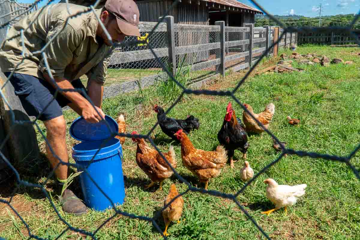 The Farm Farmer Guide Feeding Chickens - Byron Bay NSW Itinerary