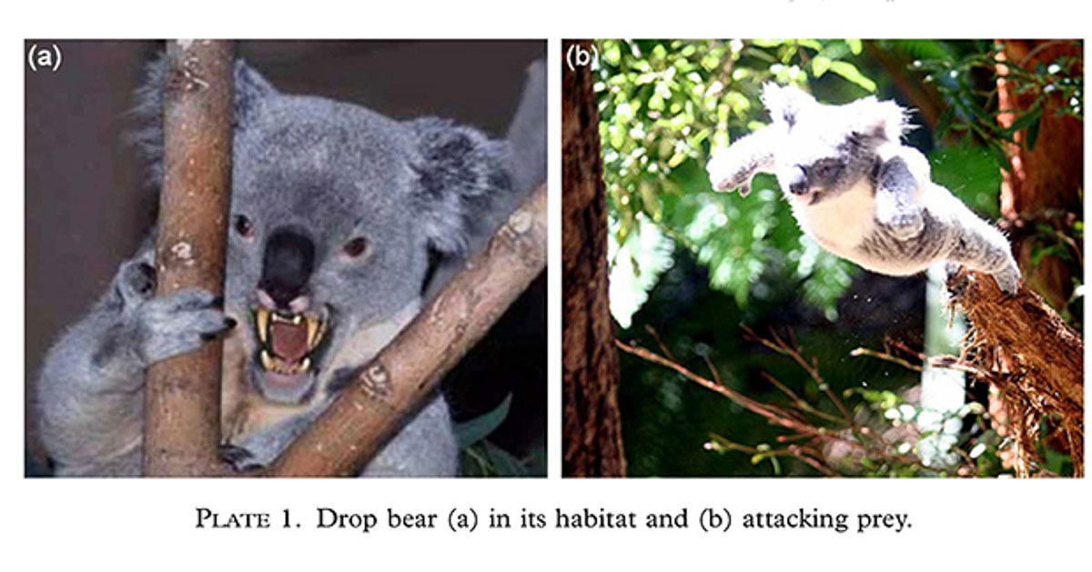 The Infamous Drop Bears - Australian Slang Guide